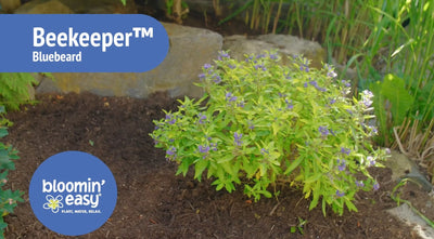 Introducing the Bloomin’ Easy® Beekeeper™ Bluebeard
