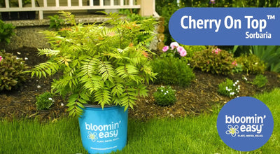 Introducing the Bloomin’ Easy® Cherry On Top™