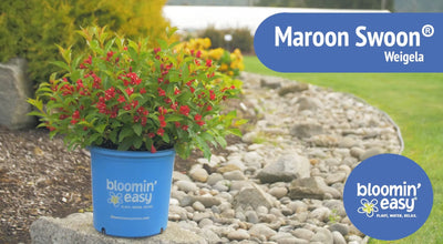 Introducing the Bloomin’ Easy® Maroon Swoon®