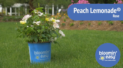 Introducing the Bloomin’ Easy® Peach Lemonade® Rose
