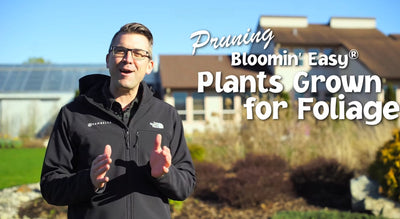 How to Prune Bloomin' Easy® Rainbow Fizz™