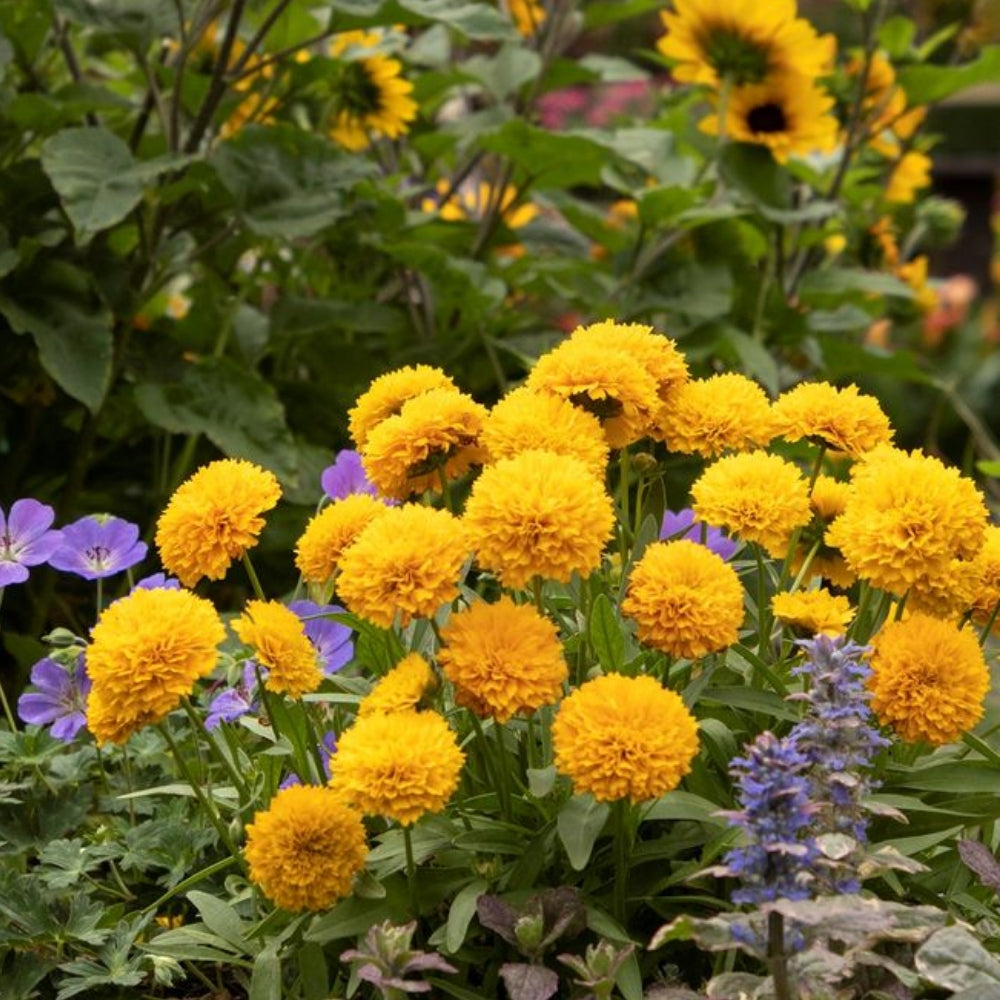 Coreopsis Solanna™ Golden Sphere – Bloomin' Easy