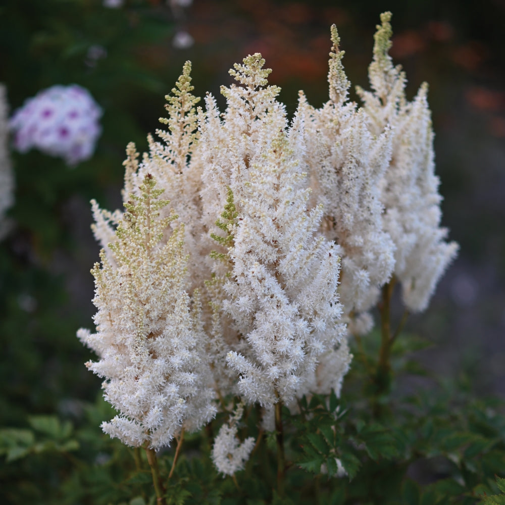 Astilbe You and Me Together® – Bloomin' Easy