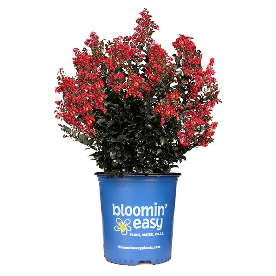 Lagerstroemia Princess Holly Ann™ – Bloomin' Easy