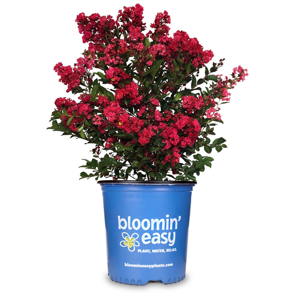 Lagerstroemia Princess Zoey™ – Bloomin' Easy